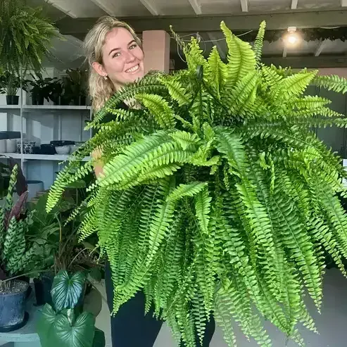 UV-Resistant Lifelike Artificial Boston Fern – lifelike fern plant in a woven basket, perfect for home decor